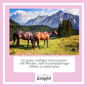 kroepfel-immun-fit-pferde